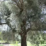 Casa L' Antico Ulivo Lejlighed