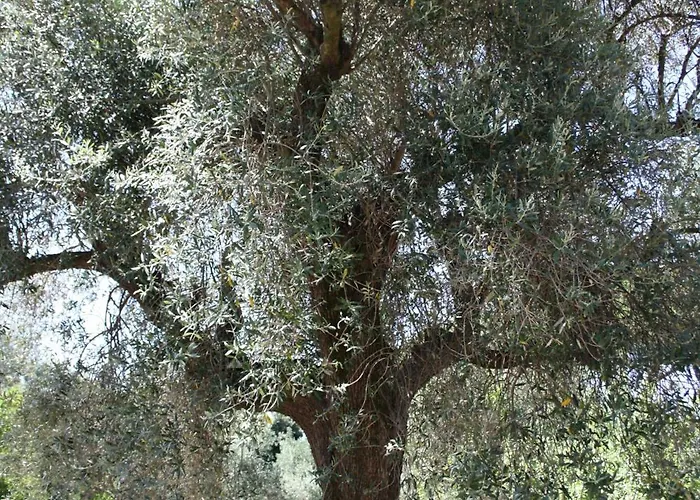 Casa L' Antico Ulivo Apartman