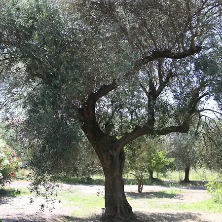 Casa L' Antico Ulivo