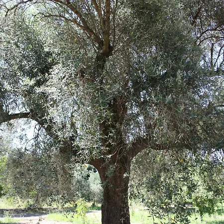 Casa L' Antico Ulivo Appartement