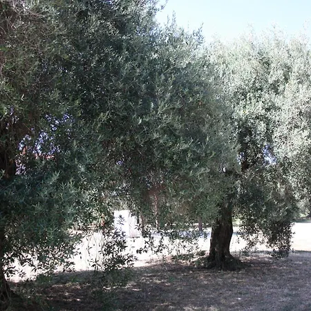 Casa L' Antico Ulivo Apartment Iglesias