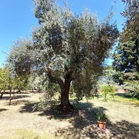 Casa L' Antico Ulivo Apartment Iglesias