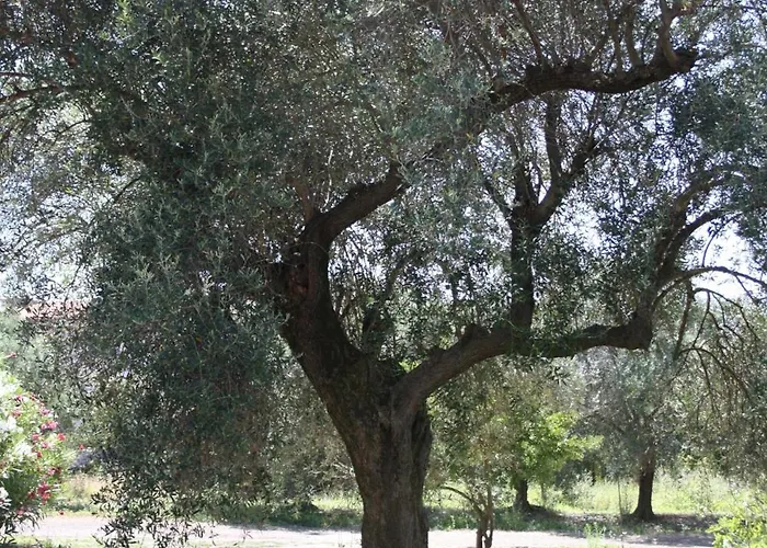 Casa L' Antico Ulivo