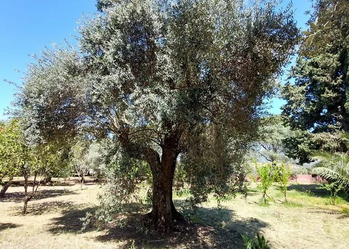 Casa L' Antico Ulivo Apartment Iglesias